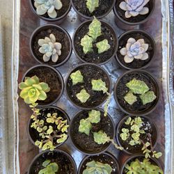 Succulents