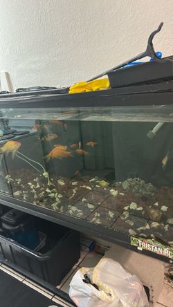 Fish tank / free