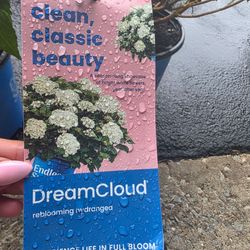 Endless summer dreamcloud hydrangea - $25 each