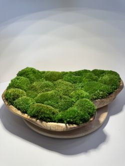 Moss Art