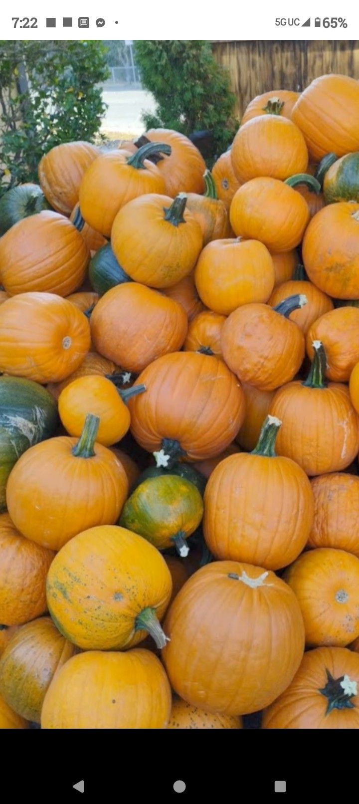Pumpkins/Cattle Feed!!