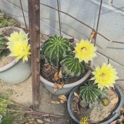 Plants 