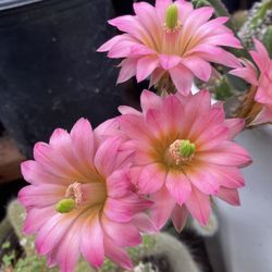 Collection Cactus Plant, Flowers Pic Is Just Sample Of The Color The Flowers Stay A Live For One Week Is In 6 Inch Pot Pick Up 