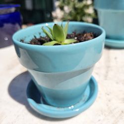 Ceramic Pot W/succulent