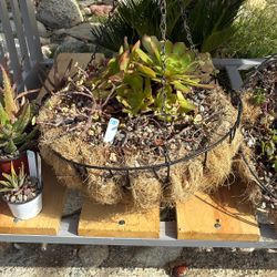 Hanging Basket With Succulents,$15