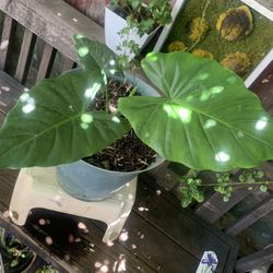 Ear Elephant Plant 5 Gallon  Container.