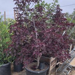 Copper Tree