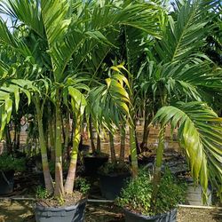 Christmas Palms Double Triple Instant Privacy Hedge For Fence 