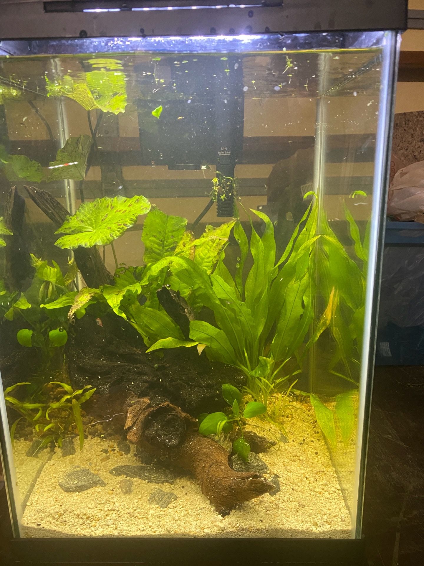 I0 gallon aquascape planted aquarium fish tank