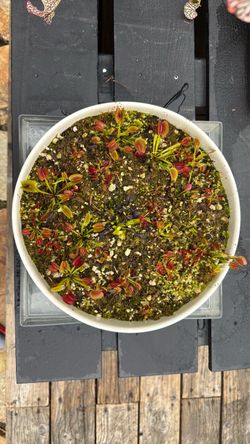 Carnivorous Venus fly trap mini self watering bog garden