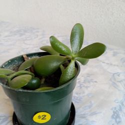 Jade Plant 