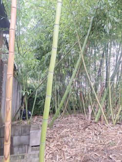 Full Grown Timber Bamboo 20+ Ft Tall