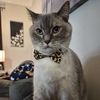 Athena