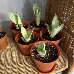 Snake Plant