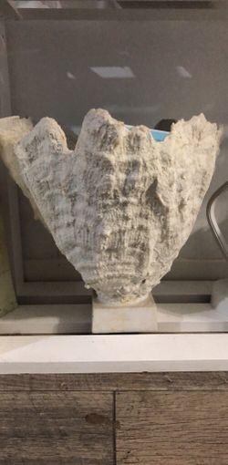 Coral