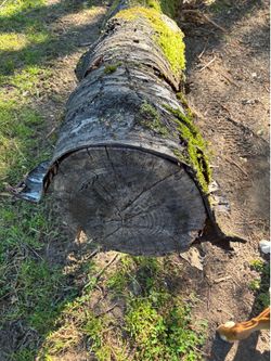 33’ cherry tree