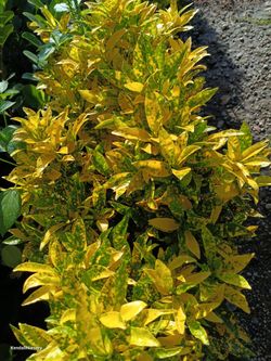 🪴🪴 Croton Privacy Hedge Plants 3gl $8