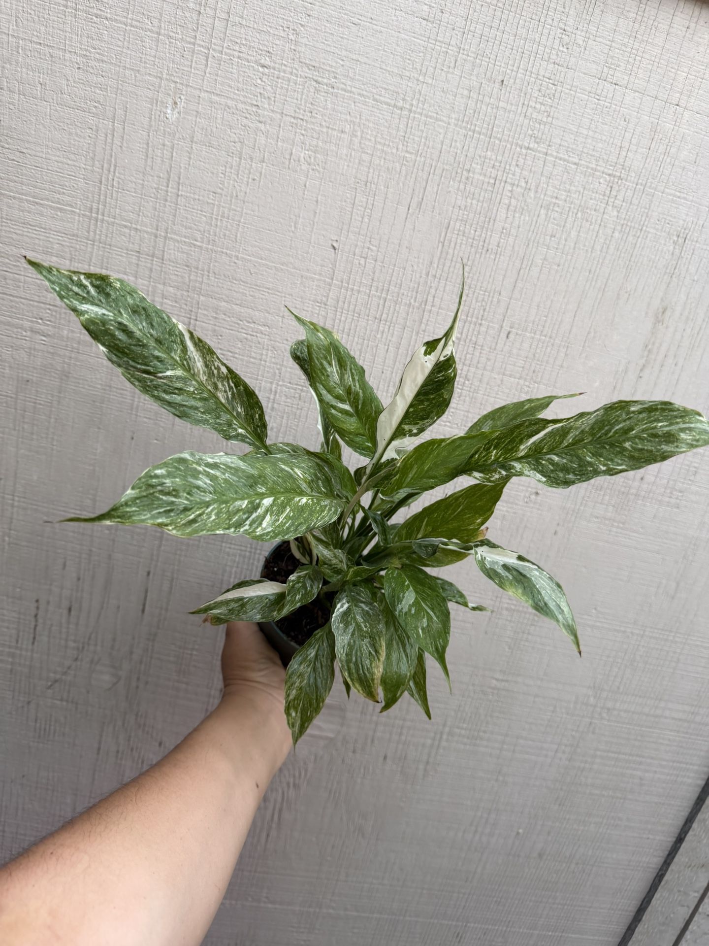 4” peace lily domino