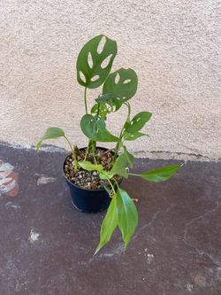 Swiss Cheese Plant