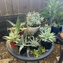Succulent Plants For Sale 