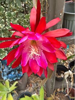Red &pink flower orchid  cactus
