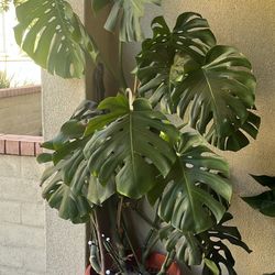 Two Large Plants 