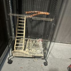 Bird Cage