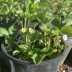 Strawberry Plants 