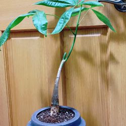 Bonsai Money Tree
