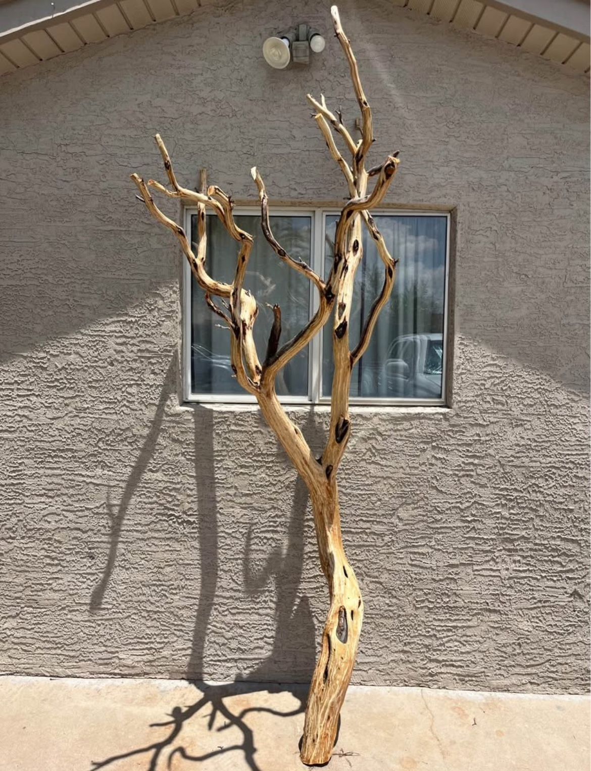 Manzanita Tree