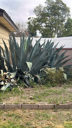 Free agave over 5ft any size