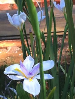Free African iris