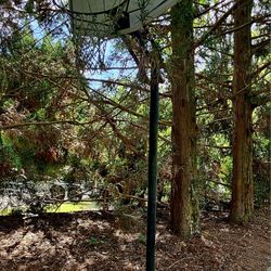 Free Portable Basketball Hoop