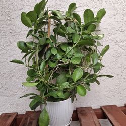 Large Hoya Australis On 17" Bamboo Trellis In 6" Pot