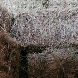 Orchard Mix Grass Small Bale Hay