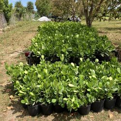 Clusia tree perfect for privacy make your own fence