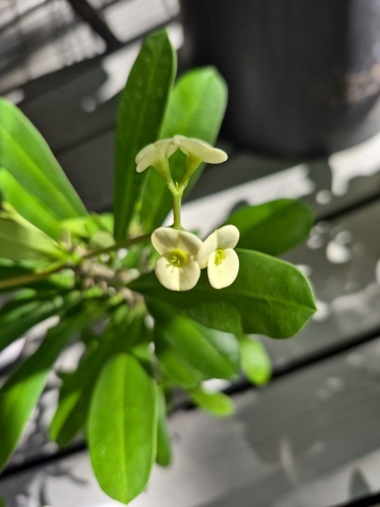 White Crown Of Thorn Plants