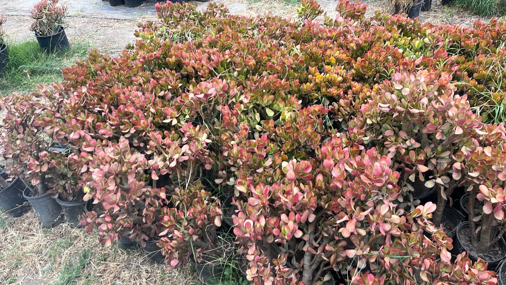 Jade Plant