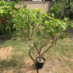Chaya Plant Thornless