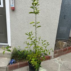 Orange tree / Arbol de naranja $60
