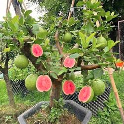 Pink guava trees/ Arboles de guayabas rositas $50.00 each