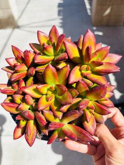 Red sedum