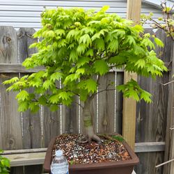 FULL MOON MAPLE BONSAI TREE