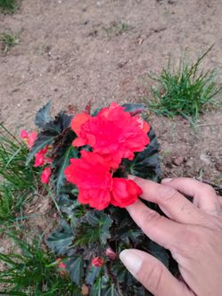 Make an offer have a lot of plants trying to get rid of asap moving so let me know