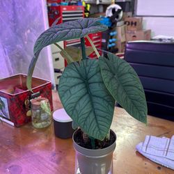 Alocasia melo