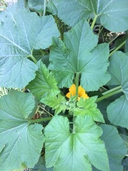 Squash plant