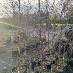 Blood Good Japanese Maple