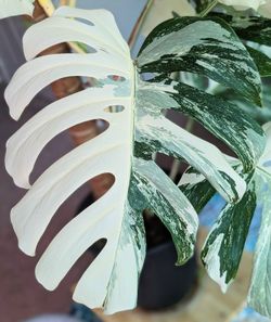 philodendron red anderson vs pink princess 2