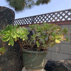 Jade With Mixed Succulent Plants For Sale