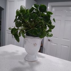 Big Pilea 